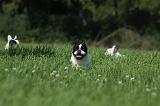 BOULEDOGUE FRANCAIS 643